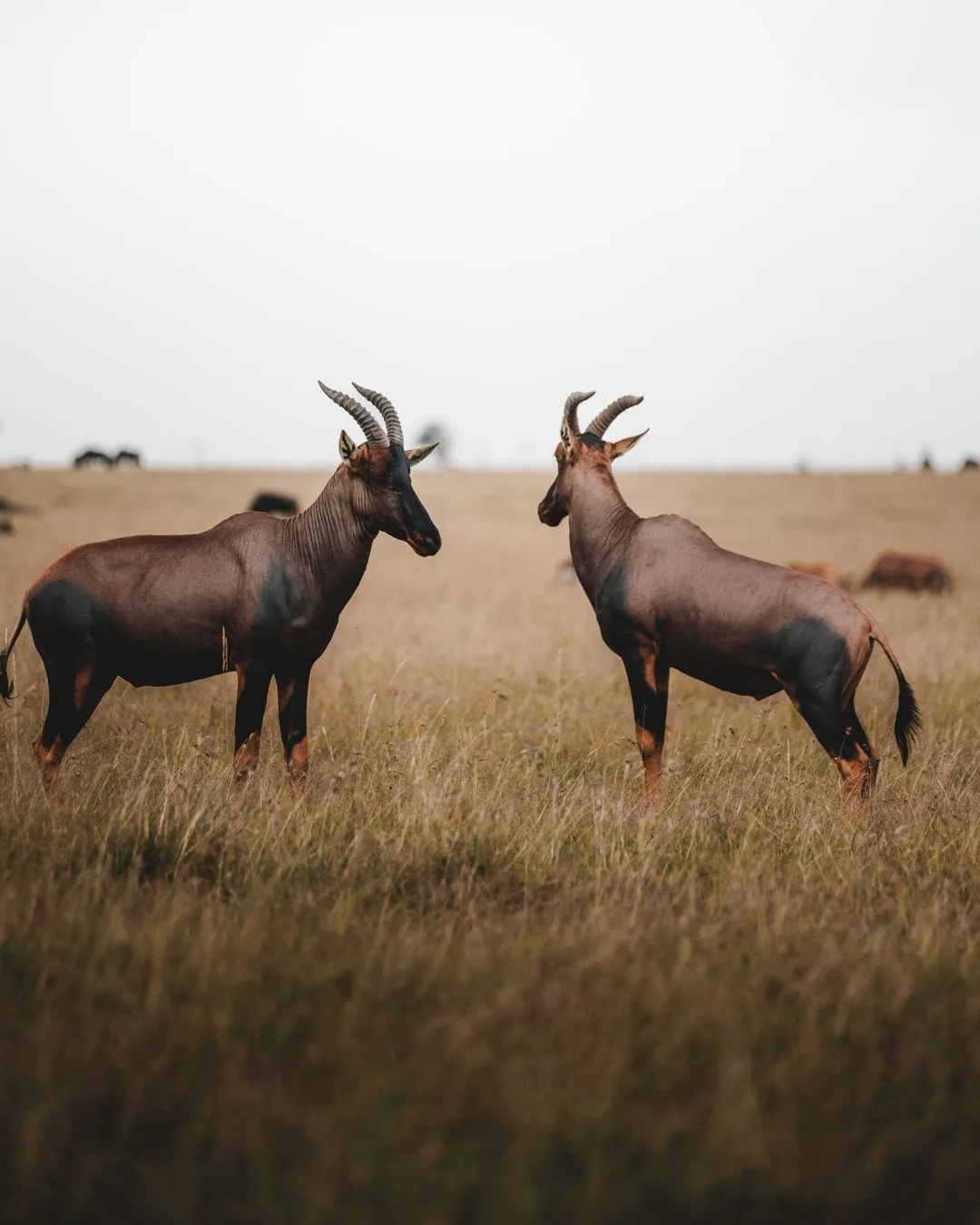 nobody said a word #wildlife #atlanta