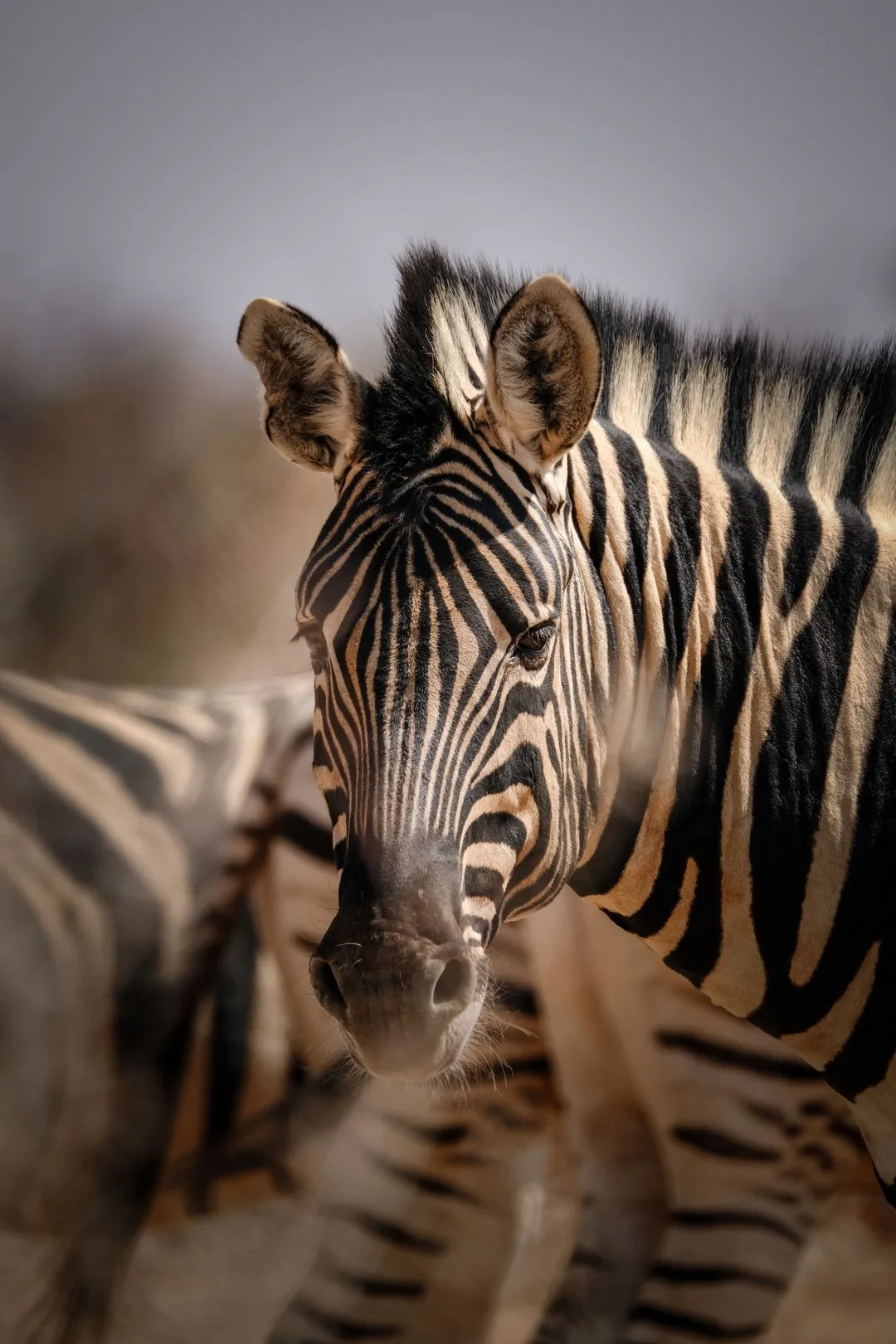 #animal